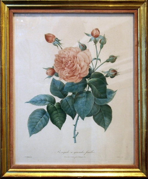 Redouté, Pierre Joseph. Bengale à grandes feuilles. (00673)