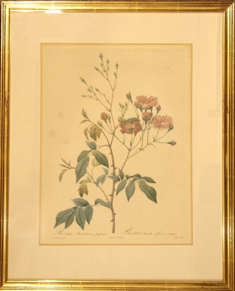 Redouté, Pierre Joseph. Rosa Noisettia purpurea. (00701)